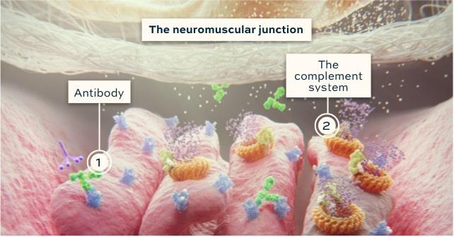 The neuromuscular junction